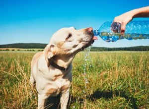 Mohou psi pít perlivou vodu?