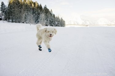 Meu cachorro precisa de botas de inverno?
