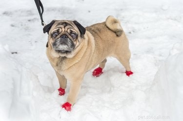 Il mio cane ha bisogno di stivali invernali?