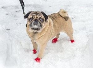 Meu cachorro precisa de botas de inverno?