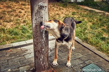 I cani possono bere dall acqua naturale?