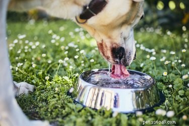 Mohou psi pít z přírodních vodních ploch?