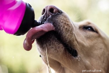 Os cães podem beber de corpos naturais de água?