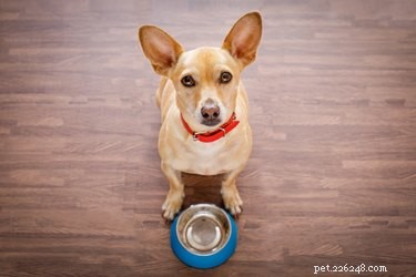 Os cães podem comer framboesas?