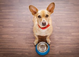 Les chiens peuvent-ils manger des framboises ?