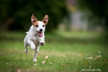 6 manieren om uw hond te trainen die niet wandelt
