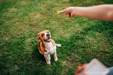 À quelle fréquence les chiens peuvent-ils manger des friandises ?