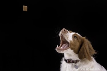 Com que frequência os cães podem comer guloseimas?