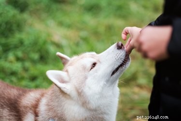 Hoe vaak mogen honden snacks eten?