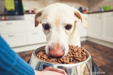 Нужен ли моей собаке органический корм?