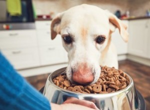 Mon chien a-t-il besoin de nourriture biologique ?