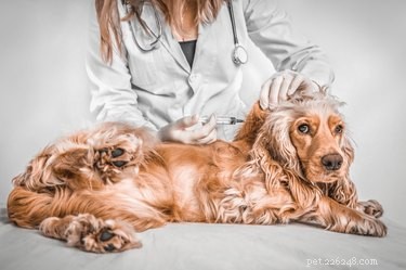 개를 위한 5-in-1 백신이란 무엇입니까?
