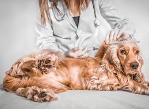 O que é a vacina 5 em 1 para cães?