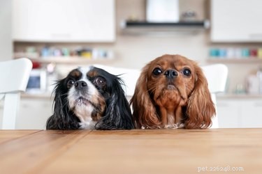 I cani possono mangiare scalogno?
