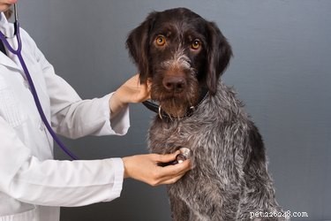 猫と犬の子宮蓄膿症とは何ですか？ 