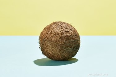 Les chiens peuvent-ils manger de la noix de coco ?