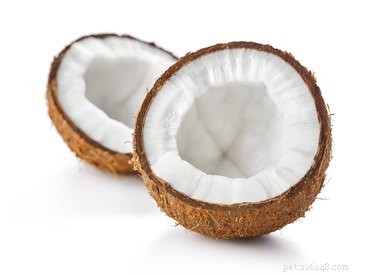 Kan hundar äta kokosnöt?