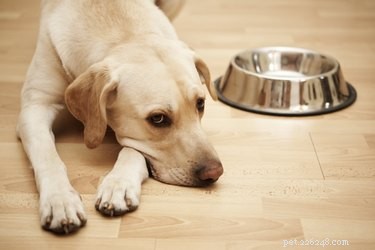 Por que o apetite dos meus cães está mudando?