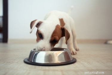Waarom verandert de eetlust van mijn honden?