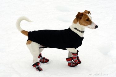 犬がブーツを着用しない場合に犬の足を保護する方法 