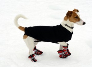 Como proteger as patas de seus cães se eles não usarem botas