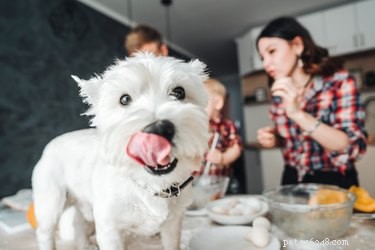 Mohou psi jíst jamy?