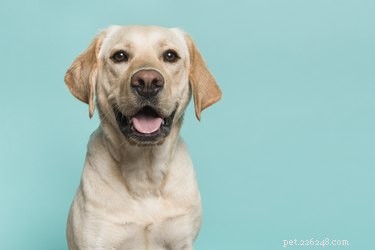 Wat is coprofagie bij honden?