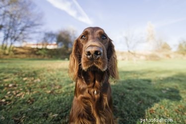 Wat is coprofagie bij honden?