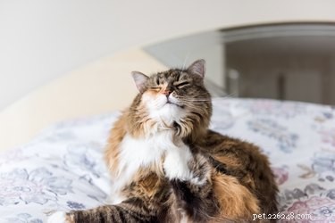 고양이와 개의 벼룩 알레르기 증상 및 치료