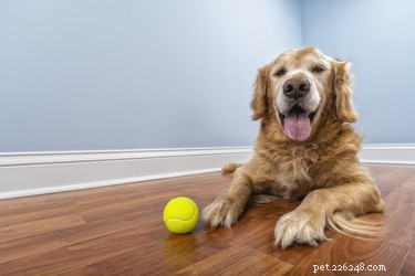 Symptomen en behandeling van diabetes bij honden