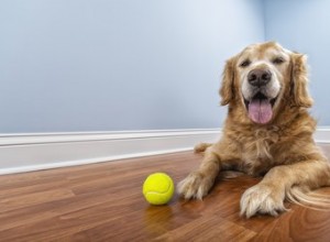 Příznaky a léčba diabetu u psů