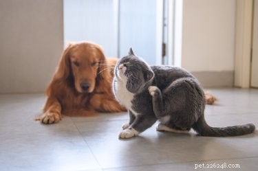 De beste vlooienbehandelingen voor katten en honden in 2019