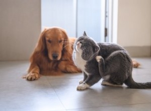 Les meilleurs traitements contre les puces pour chats et chiens en 2019