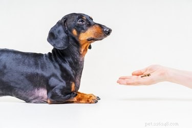 Os melhores tratamentos de pulgas para cães e gatos em 2019