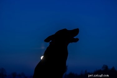 Os cães podem ver à noite?