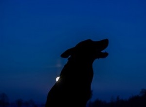 Les chiens peuvent-ils voir la nuit ?