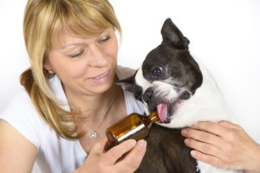 Vad kan jag ge min hund för en urinvägsinfektion?
