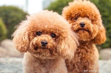 강아지 털과 강아지 털의 차이점은 무엇입니까?
