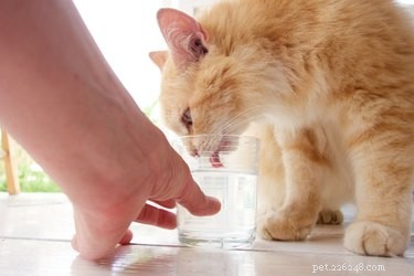 Hur mycket vatten behöver hundar och katter?
