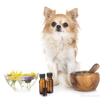 Puis-je utiliser de l huile d argan sur mon chien ?
