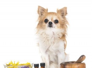 Posso usar óleo de argan em meu cachorro?