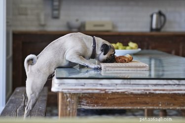Os cães podem ter intoxicação alimentar?