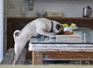 Mohou psi dostat otravu jídlem?