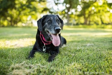 Symptomen en behandeling van artritis bij honden