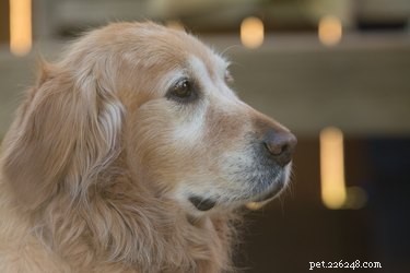 Symptomen en behandeling van artritis bij honden