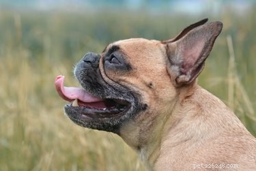 Kan hundar ha astma?