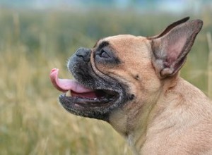 Os cães podem ter asma?