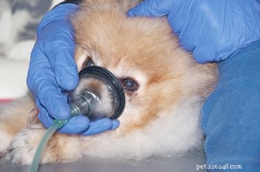 Kan hundar ha astma?