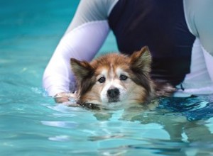 O que é hidroterapia para cães?