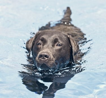 Что такое гидротерапия для собак?